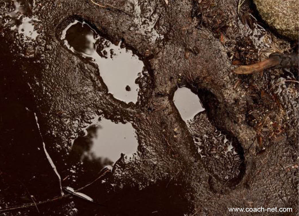 15 Tips for RVers During Mud Season | Coach-Net